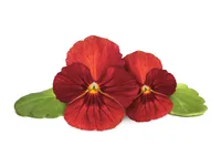 Click and Grow Saatgut Rotes Stiefmütterchen 3er-Pack - Bio: Nein - Blütezeit: Ganzjährig - Blütenfarbe: Rot - Aussaatzeit: Ganzjährig - Sonneneinstrahlung: Hell und warm - Saattyp: Saatgut