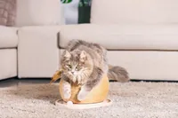 Designed by Lotte Kratz + Spielball 29,5 x 29,5 x 22 cm, braun - Höhe: 29.5 cm - Anzahl Liegeplätze: 1 × - Detailfarbe: Sandbraun - Tierart: Katze - Produkttyp: Kratzbaum