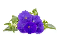 Click and Grow Saatgut Blaue Petunie 3er-Pack - Aussaatzeit: Ganzjährig - Blütezeit: Ganzjährig - Blütenfarbe: Blau - Sonneneinstrahlung: Hell und warm - Saattyp: Saatgut - Erntezeit: Keine