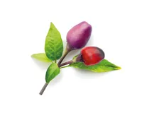 Click and Grow Samen Lila Chilli Nachfüllpackung 3er-Set - Bio: Nein - Sonneneinstrahlung: Hell und warm - Aussaatzeit: August - Juni - April - Februar - März - Mai - Oktober - Dezember - September - Januar - November - Juli - Gemüsegruppen: Kräuter - Saa