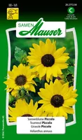 Samen Mauser Saatgut Sonnenblume Piccolo - Bio: Nein - Blütenfarbe: Gelb - Blütezeit: Juli - Oktober - August - September - Sonneneinstrahlung: Sonnig - Aussaatzeit: April - März - Mai - Juni - Saattyp: Saatgut