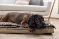 Kerbl Multifunktionsmatratze 72 x 50 x 5 cm - Produkttyp: Bett - Tierart: Hund - Detailfarbe: Braun - Breite: 72 cm - Länge: 50 cm