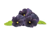 Click and Grow Saatgut Schwarzes Stiefmütterchen - Bio: Nein - Blütenfarbe: Schwarz - Blütezeit: April - März - Juli - Mai - Februar - Oktober - Juni - Januar - November - August - September - Dezember - Sonneneinstrahlung: Hell und warm - Aussaatzeit: Ap