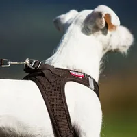 curli Geschirr Vest Air-Mesh L, Schwarz - Hundegrösse: L - Detailfarbe: Schwarz - Produkttyp: Geschirr - Tierart: Hund
