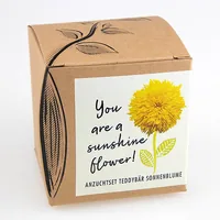 Naturkraftwerke Teddybär Sonnenblume Flower seeds Annual / Perennial Sunflower