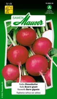 Samen Mauser Samen Radies Riesenbutter - Aussaatzeit: April - August - Juli - Juni - Mai - September - Sonneneinstrahlung: Sonnig - halbschattig - Saattyp: Saatgut - Gemüsegruppen: Knollen- und Wurzelgemüse - Erntezeit: April - August - Juli - Juni - Mai 
