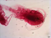 Levenhuk N18 NG preparatenset Glass Microscope slide
