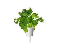 Click and Grow Samen Wasabi-Senf 3er-Pack - Bio: Nein - Aussaatzeit: Ganzjährig - Sonneneinstrahlung: Sonnig - halbschattig - Gemüsegruppen: Kräuter - Saattyp: Saatgut - Erntezeit: Ganzjährig