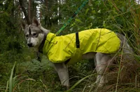Icepeak Regenmantel Strike Hellgrün, XL - Hundegrösse: XL - Produkttyp: Regenmantel - Tierart: Hund - Detailfarbe: Hellgrün