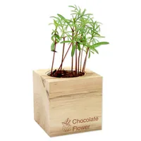Feel Green 290631 flower seeds/bulbs