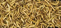 JR Farm Mehlwürmer, 70 g - Nagetierart: Farbmaus - Hamster - Ratte - Rennmaus - Zwerghamster - Tierart: Nager