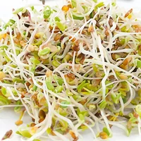 Gusta Garden Samen Microgreens Alfalfa HARRY HERBS - Bio: Nein - Sonneneinstrahlung: Sonnig - halbschattig - Aussaatzeit: April - November - März - Mai - Juli - Februar - Dezember - Oktober - Juni - September - August - Januar - Saattyp: Saatgut - Gemüseg
