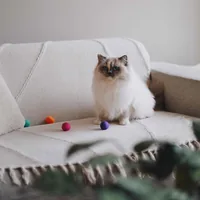 District 70 Katzen-Spielzeug Glow Felt Ball Toys, 35 mm, 4 Stück - Produkttyp: Spielzeug - Activity - Eigenschaften: Keine spezielle Eigenschaft - Tierart: Katze