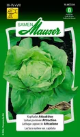Samen Mauser Samen Alte Sorte Kopfsalat Attraktion - Aussaatzeit: April - Juli - Juni - März - Sonneneinstrahlung: Sonnig - halbschattig - Saattyp: Saatgut - Gemüsegruppen: Salat - Erntezeit: August - Juli - Juni - Mai - Oktober - September - Bio Zertifiz