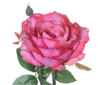 CHALET Kunstblume Rose 66 cm, Fuchsia - Produkttyp: Schnittblumen und Zweige - Detailfarbe: Fuchsia - Detailmaterial: Kunststoff - Grundmaterial: Kunststoff