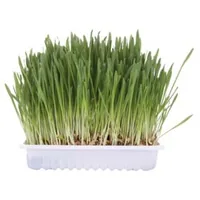 TRIXIE Cat Grass Bag 100 g 4236