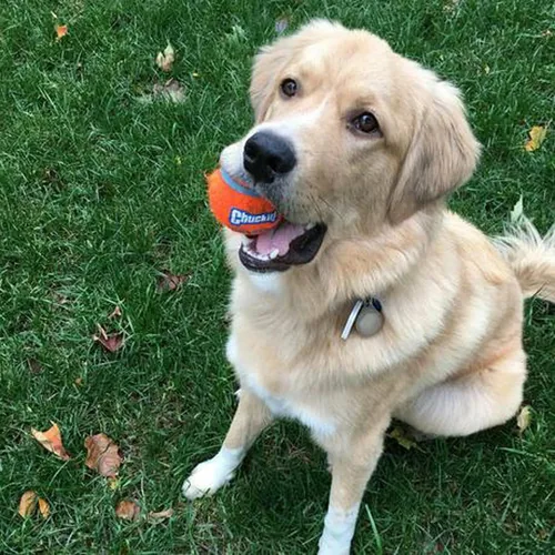 Chuckit! Hunde-Spielzeug Tennisball S, Ø 5.5 cm, 2 Stück - Produkttyp: Spielzeug - Tierart: Hund
