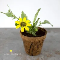 Naturkraftwerke Schokoladenblume Flower seeds Annual / Perennial
