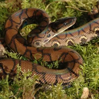 Lucky Reptile Bodensubstrat Vivarium Moss 150 g - Produkttyp Terraristik: Substrate - Terrarienfauna: Tropisch - Material: Waldmoos