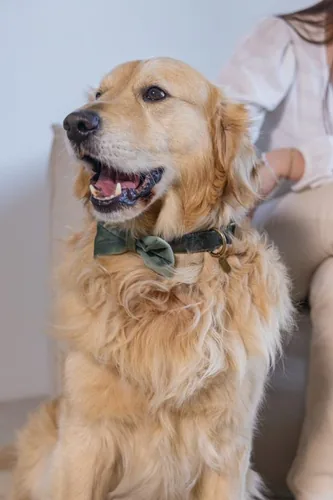 Designed by Lotte Zaza Green Velvet, Polyester Dog Standard collar