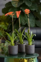 Pottery Pots Pflanzentopf Charlie XXS, Schwarz gewaschen Schwarz - Material: Keine Angabe - Form: Rund - Detailfarbe: Schwarz - Ausstattung: Keine - Einsatzort: Aussen - Innen - Volumen: 0 l