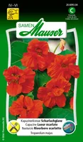 Samen Mauser Essbare Blüten Kapuzinerkresse Scharlachglanz - Aussaatzeit: April - Juni - Mai - Blütezeit: August - Juli - Oktober - September - Blütenfarbe: Rot - Sonneneinstrahlung: Sonnig - Saattyp: Essbare Blüten - Erntezeit: Keine