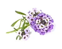 Click and Grow Saatgut Strand-Silberkraut 3er-Pack - Bio: Nein - Blütezeit: Ganzjährig - Blütenfarbe: Weiss - Violett - Aussaatzeit: Ganzjährig - Sonneneinstrahlung: Hell und warm - Saattyp: Saatgut
