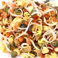 Gusta Garden Samen Microgreens Daikon-Rettich HARRY HERBS - Bio: Nein - Sonneneinstrahlung: Sonnig - halbschattig - Aussaatzeit: April - Mai - Juli - Juni - September - August - Gemüsegruppen: Knollen- und Wurzelgemüse - Saattyp: Saatgut - Erntezeit: Sept
