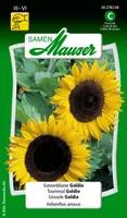 Samen Mauser Saatgut Sonnenblume Goldie - Aussaatzeit: April - Juni - Mai - März - Blütezeit: August - Juli - Oktober - September - Blütenfarbe: Gelb - Sonneneinstrahlung: Sonnig - Saattyp: Saatgut - Erntezeit: Keine