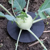Andermatt Biogarten BIO Kohl-Kragen, 25 Stück - Für Schädling: Fluginsekten - Anwendungsbereich: Outdoor - Produkttyp: Insektenabwehr