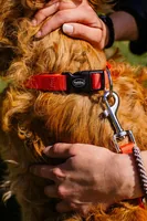Nobby Halsband Classic L, Mausgrau - Halsumfang: 40 - 55 cm - Material: Nylon - Detailfarbe: Dunkelgrau - Eigenschaften: Stufenlos verstellbar - Tierart: Hund