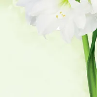 Sigel Motivpapier Green Flower A4, 25 Blatt - Papierformat: A4 - Motiv: Blume - Papierfarbe: Weiss - Grün - Papiertyp: Motivpapier - Mediengewicht: 90 g/m² - Verpackungseinheit: 25 Stück