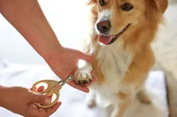 Kerbl Krallenschere MagicBrush - Produkttyp: Krallenpflege - Tierart: Hund