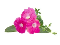Click and Grow Saatgut Pinke Petunie 3er-Pack - Bio: Nein - Blütezeit: Ganzjährig - Blütenfarbe: Pink - Aussaatzeit: Ganzjährig - Sonneneinstrahlung: Hell und warm - Saattyp: Saatgut