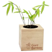 Feel Green 299498 flower seeds/bulbs