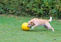 Kerbl 82274 dog/cat toy