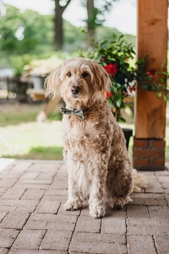 Designed by Lotte Zaza Green Velvet, Polyester Dog Standard collar