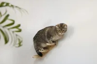 Kerbl Katzenleiter Timber 38 cm - Höhe: 38 cm - Anzahl Liegeplätze: 1 × - Detailfarbe: Hellbraun - Tierart: Katze - Produkttyp: Katzenmöbel