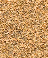 Versele Laga Vogelfutter Nature Menu Insect Mix, 250 g - Packungsgrösse: 0.25 kg - Tierart: Vogel - Saison: Alljahresfutter - Produkttyp: Streufutter