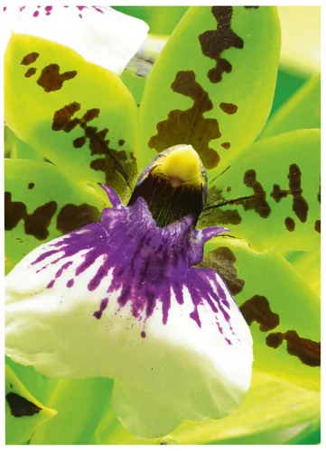 AVERY ZWECKFORM InkJet Fotopapier A4 2559-20 250g,matt, weiss 20 Blatt