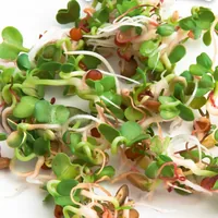 Gusta Garden Samen Microgreens Ruca-Salatrauke HARRY HERBS - Bio: Nein - Sonneneinstrahlung: Sonnig - Aussaatzeit: April - Mai - Juli - Juni - August - Gemüsegruppen: Salat - Saattyp: Saatgut - Erntezeit: September - Juni - Mai - November - August - Juli 
