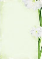 Sigel Motivpapier Green Flower A4, 25 Blatt - Papierformat: A4 - Motiv: Blume - Papierfarbe: Weiss - Grün - Papiertyp: Motivpapier - Mediengewicht: 90 g/m² - Verpackungseinheit: 25 Stück