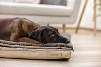 Kerbl Multifunktionsmatratze 72 x 50 x 5 cm - Produkttyp: Bett - Tierart: Hund - Detailfarbe: Braun - Breite: 72 cm - Länge: 50 cm