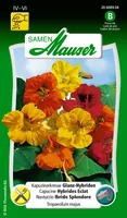 Samen Mauser Essbare Blüten Kapuzinerkresse GlanzHybriden - Aussaatzeit: April - Juni - Mai - Blütezeit: August - Juli - Oktober - September - Blütenfarbe: Mehrfarbig - Sonneneinstrahlung: Sonnig - Saattyp: Essbare Blüten - Erntezeit: Keine