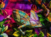Ravensburger Puzzle Chameleon - Motiv: Tiere - Altersempfehlung ab: 12 Jahren - Tiefe: 49 cm - Breite: 36 cm - Effekte: Keine - Eigenschaften: Zertifikat