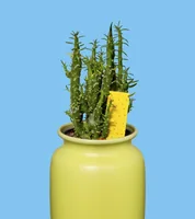 Windhager 03219 insect trap Insect flypaper Yellow