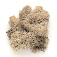 Glorex Moos Island  natur - Moos Art: Islandmoos - Detailfarbe: Beige