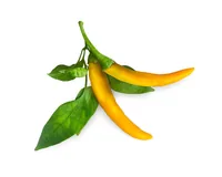 Click and Grow Samen Gelber Chili - Bio: Nein - Sonneneinstrahlung: Hell und warm - Aussaatzeit: April - November - März - Mai - Juli - Dezember - Februar - Oktober - Juni - September - August - Januar - Gemüsegruppen: Fruchtgemüse - Saattyp: Saatgut - Er