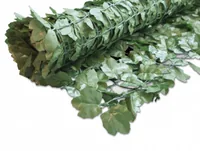 Windhager Sichtschutz Hecke Ahorn 1.5x3m grün - Typ: Sichtschutz