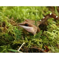 Lucky Reptile Bodensubstrat Vivarium Moss 150 g - Produkttyp Terraristik: Substrate - Terrarienfauna: Tropisch - Material: Waldmoos